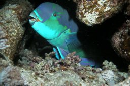 20011009_4_Dahara_Abu_Dabab_0008